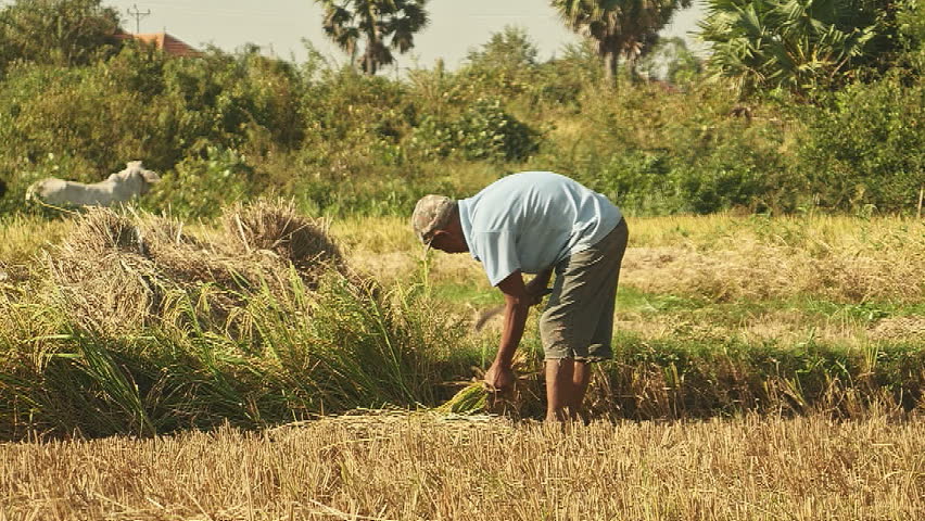 sickle for harvesting rice