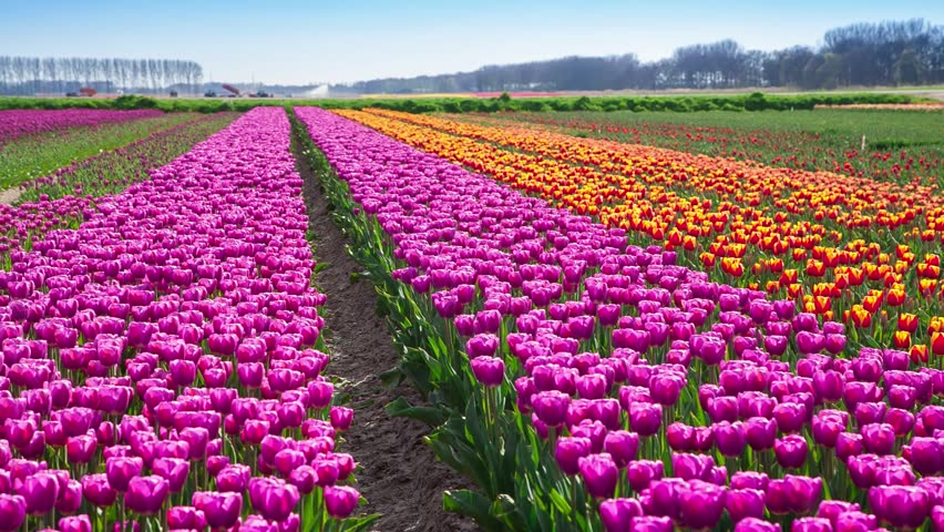 tulips bed farm hd tulips bed farm hd 28 images tulips farm near the creil town beautiful morning scenery in tulips bed farm hd tulips bed farm hd 28 images tulips farm near the creil town beautiful morning scenery in