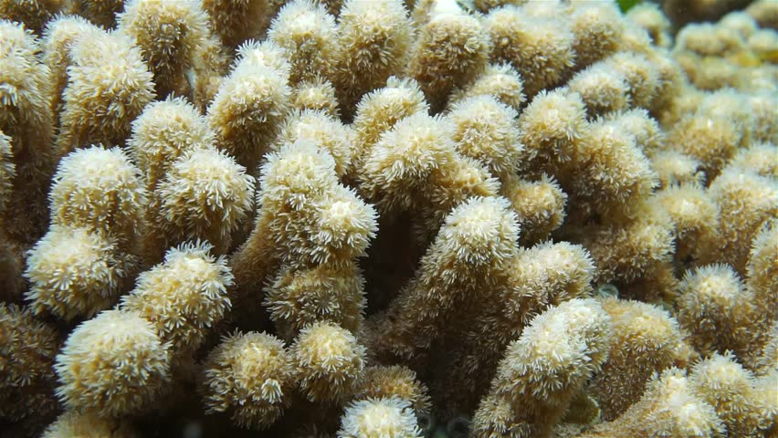 Header of Porites porites