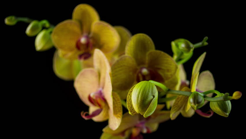Pink orchid footage #page 4 Stock clips videos Pink orchid footage #page 4 Stock clips videos