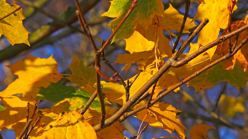 Header of Acer
