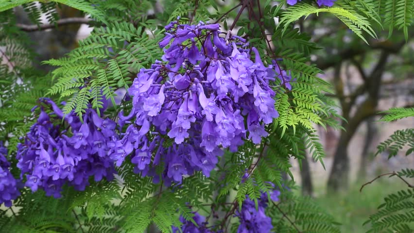 Header of Jacaranda mimosifolia