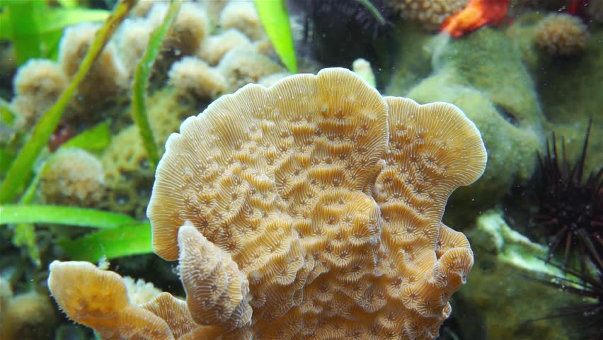 Header of Agaricia tenuifolia
