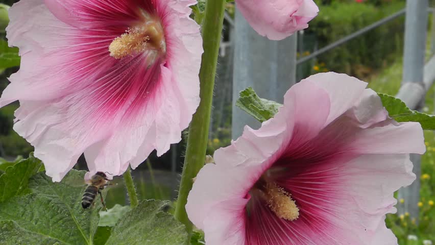 Header of ALCEA