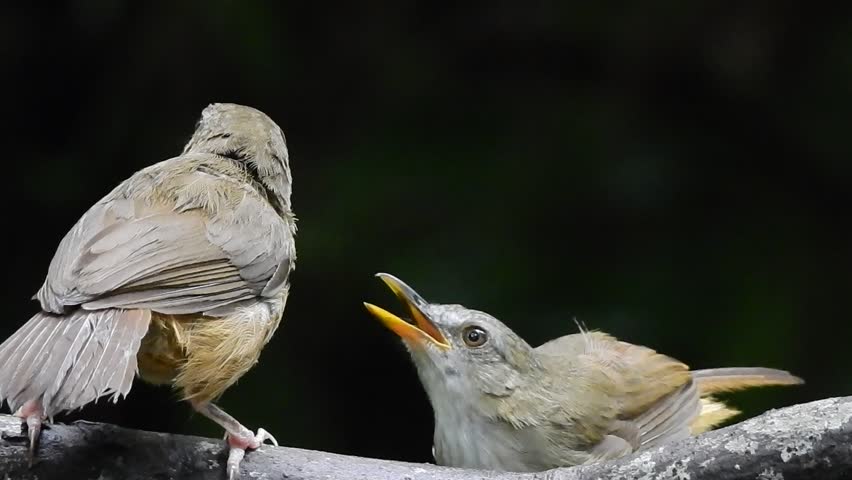 Header of Abbott's Babbler