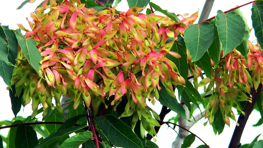 Header of Ailanthus altissima