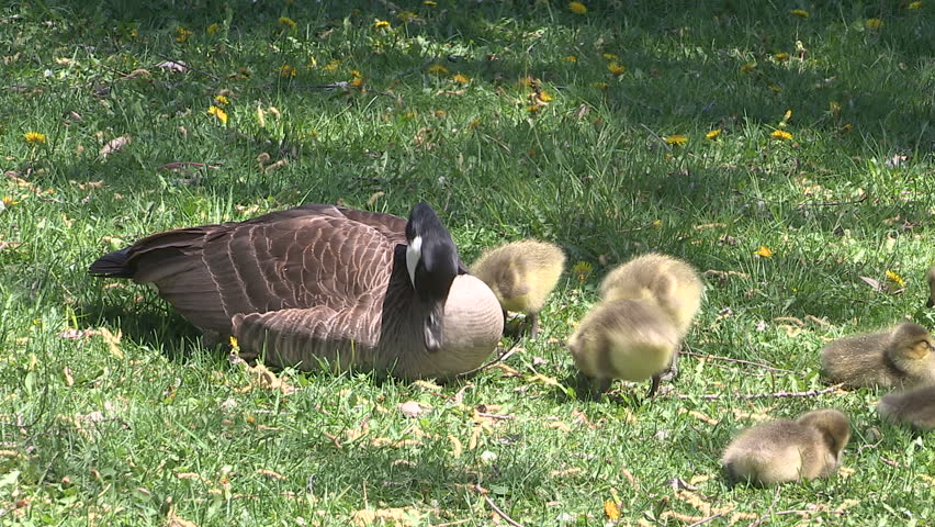 canada goose season ontario 2015