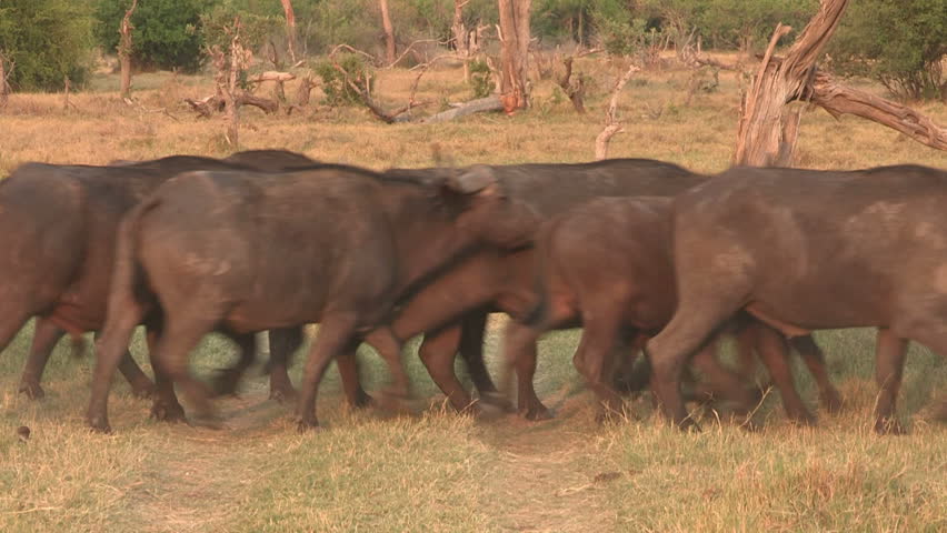 How do African elephants migrate?
