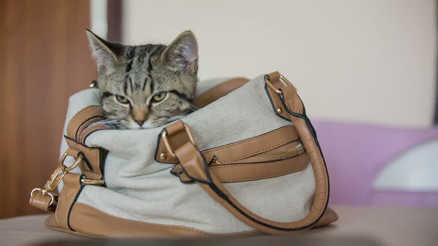Image result for cats in purses