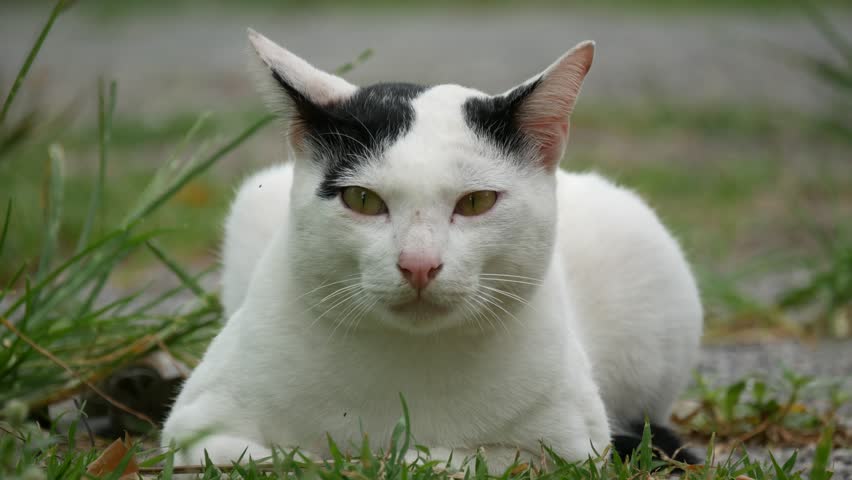 White Cat With Small Black Spots On Its Ears Laying On Grass Stock