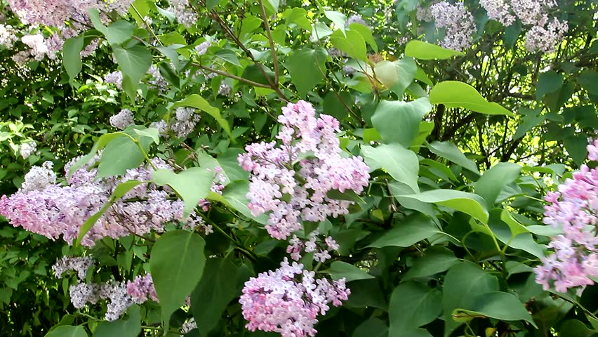 White Blooming Lilac Bushes In The Forest Stock Footage Video 