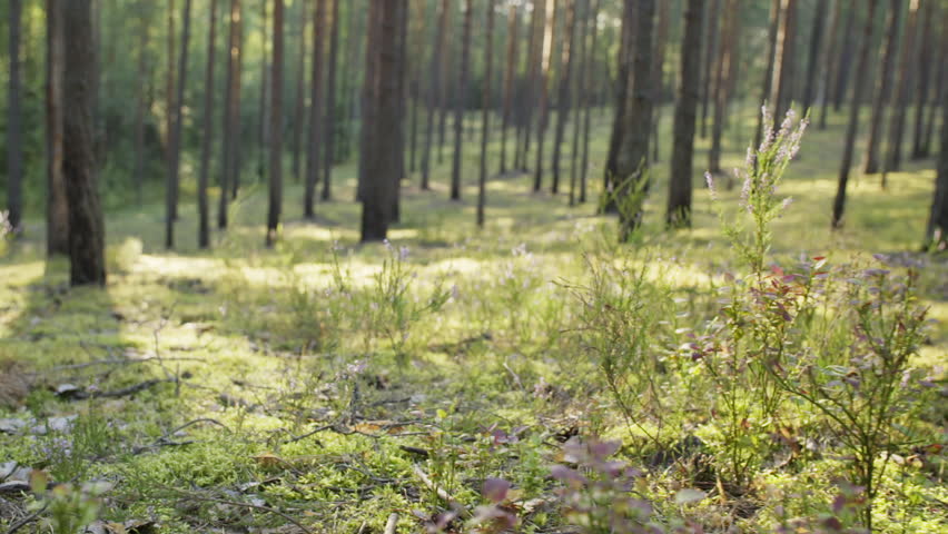 Woman Running Through The Woods Stock Footage Video 1419229 Shutterstock 8931