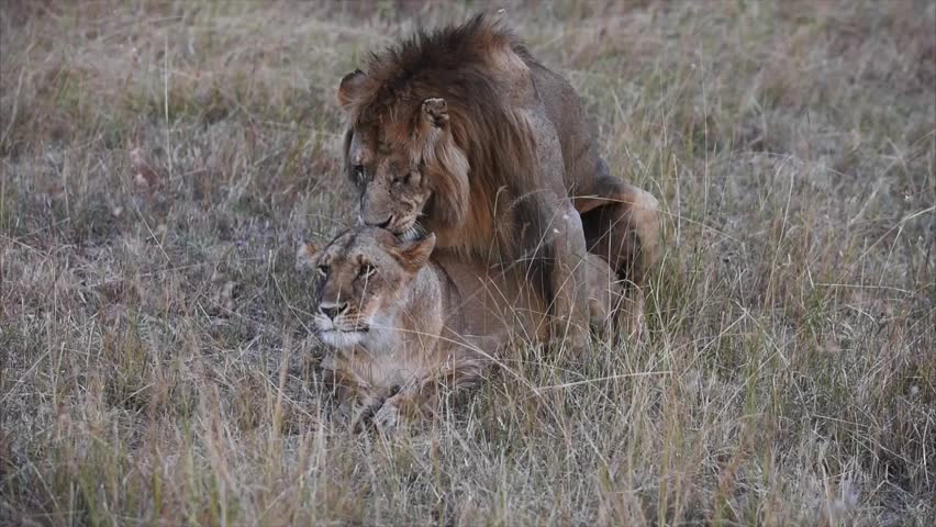 A couple mating lions in Masai Mara Safari of Kenya, Africa. - HD stock