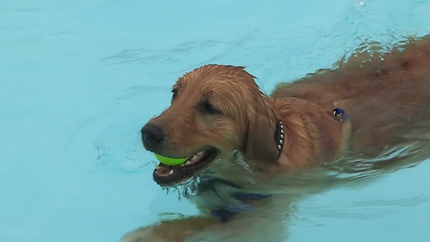 water therapy for dogs water therapy for injured stock footage 14877982 water therapy for dogs water therapy for injured stock footage 14877982