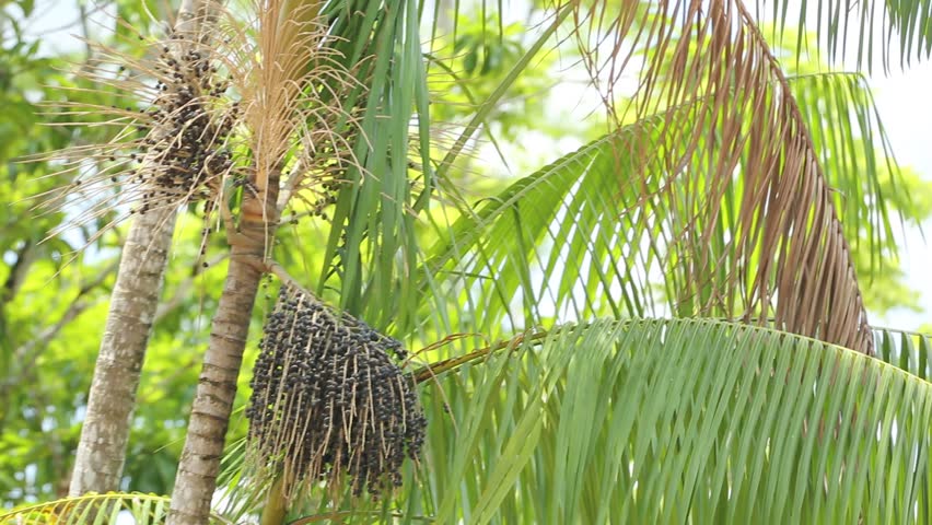 Wind Chime Mobile Coconut Palm Background Hd Stock Footage The Acai Fruit Hd Stock Footage Clip
