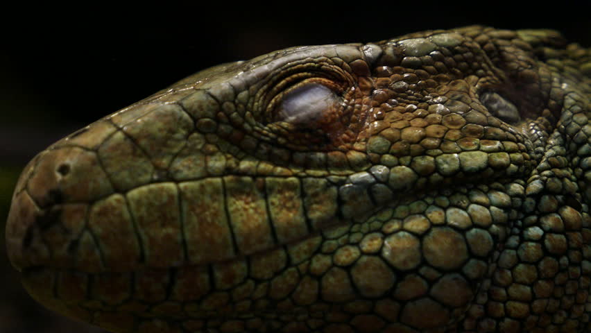 Header of alligator lizard
