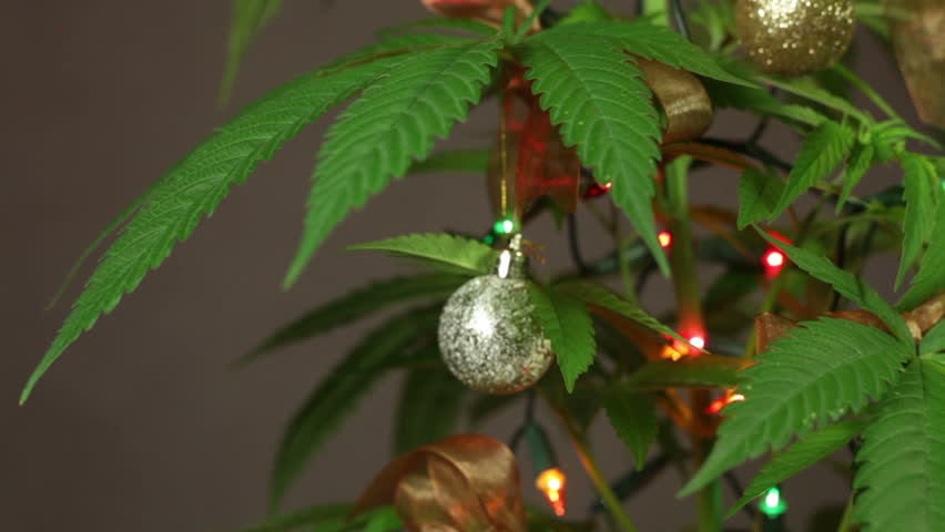 Marijuana Christmas Tree Decorated Cannabis Plant With Lights. Stock
