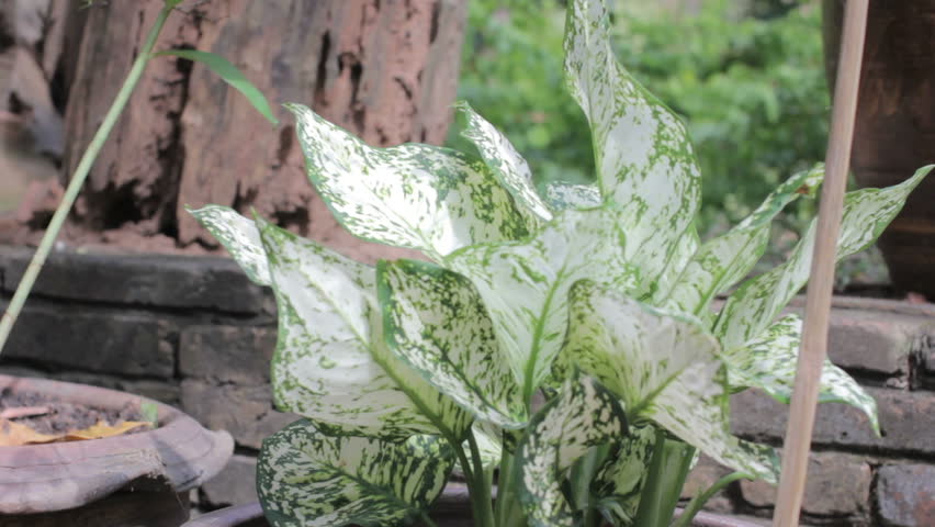 Header of Aglaonema commutatum