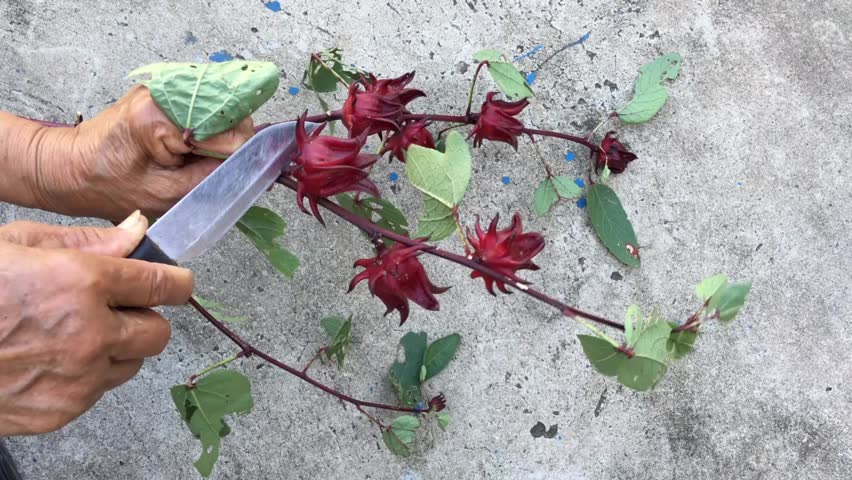 Header of roselle