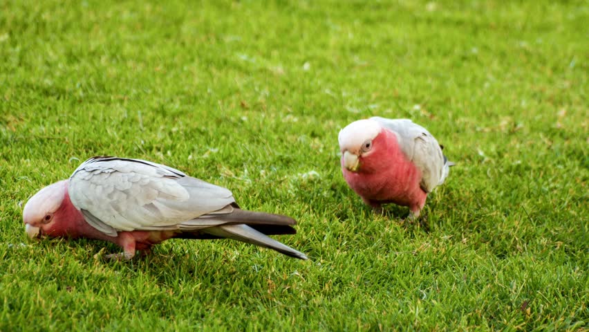 louisiana minor dating laws male and female pink cockatoos