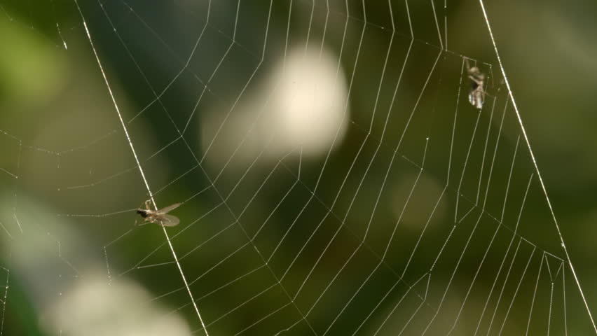 Fly Caught In Spider's Web Stock Footage Video 3549602 - Shutterstock