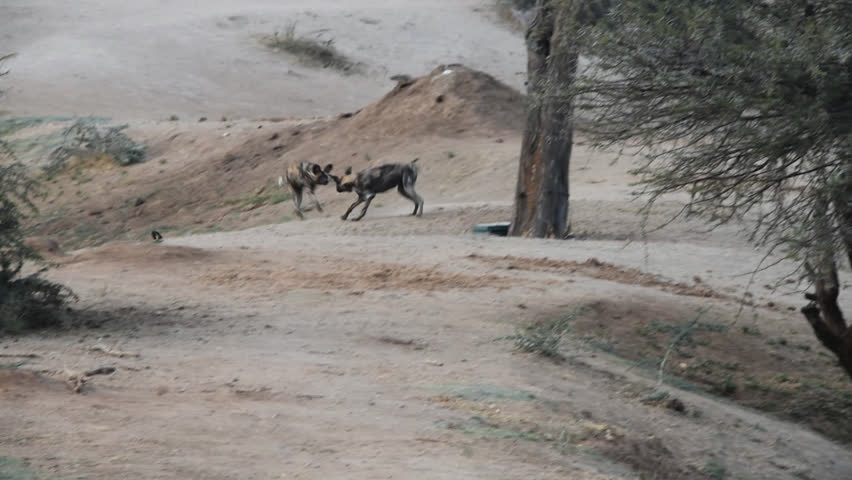 Header of African Wild Dog