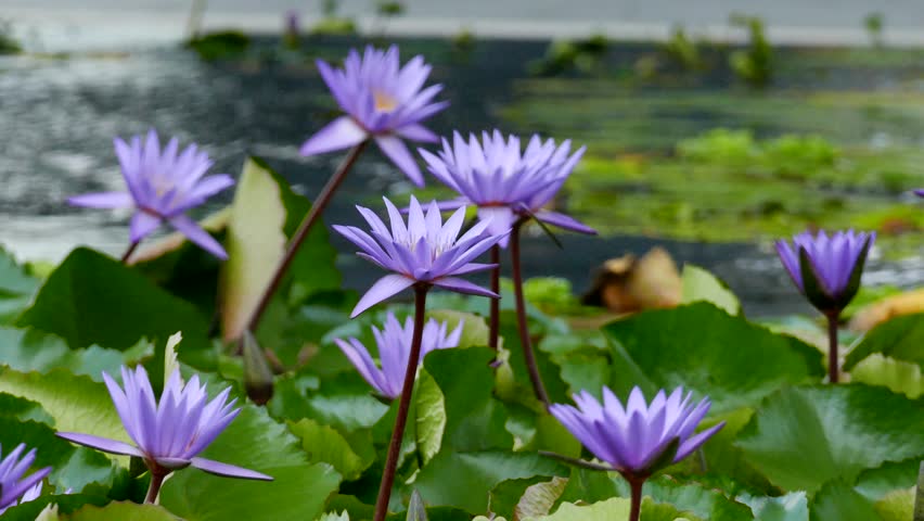 glowing blue lotus water enlightenment or glowing blue lotus water enlightenment or glowing blue lotus water enlightenment or glowing blue lotus water enlightenment or
