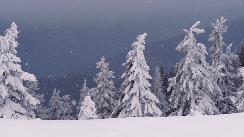 Winter Snow Storm Blizzard, Fir Trees Full Of Snow, Ice Frost On Plants 