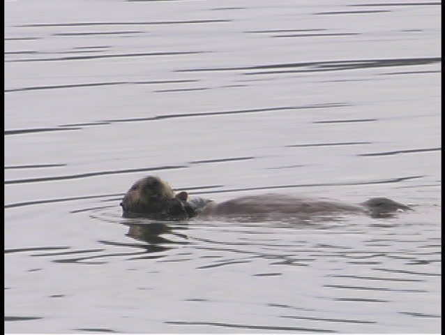 A Beaver Floats On His Back. Stock Footage Video 1402654 - Shutterstock