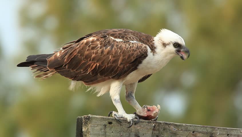 osprey food