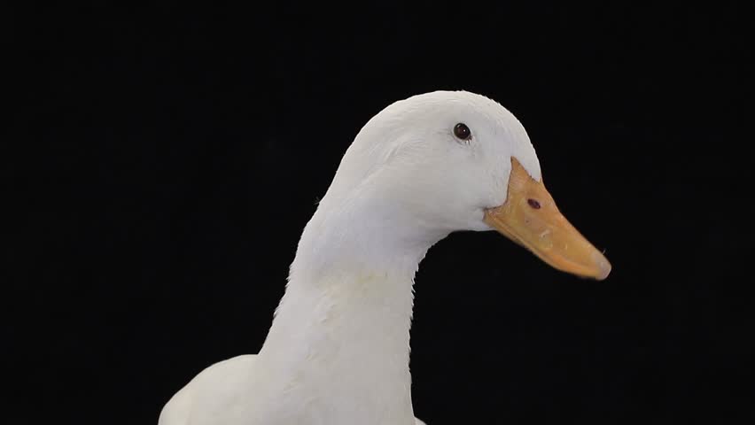 Portrait Duck On A Black Background Stock Footage Video 14160359