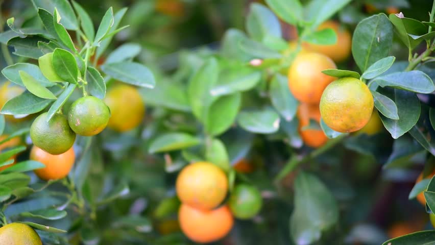 kumquat trees new year kumquat stock footage kumquat trees new year kumquat stock footage