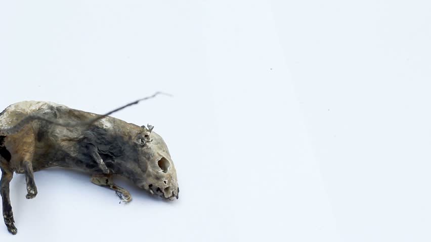 Header of Mummified