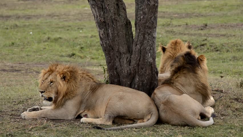 lions-in-the-savannah-stock-footage-video-1577332-shutterstock