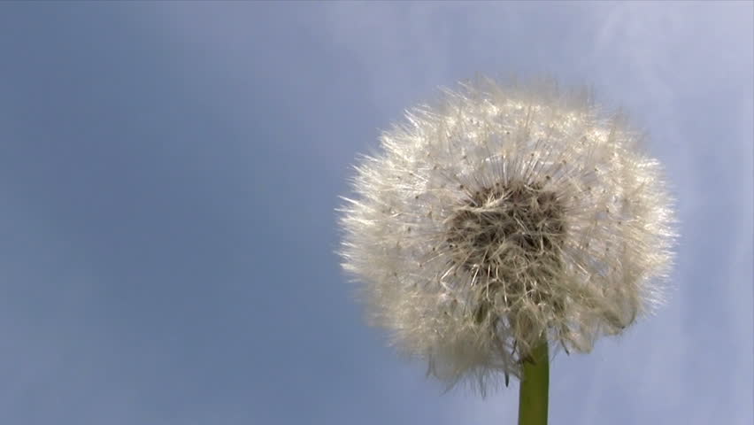 Wind Chimes And Charms Stock Footage Video 226909 Shutterstock Dandelion In The Wind Hd Stock Video Clip