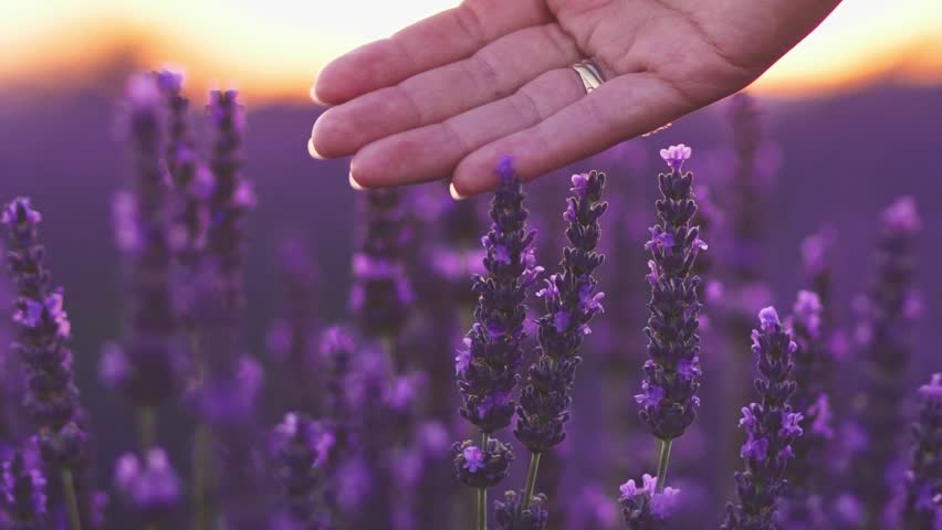 SLOW MOTION CLOSE UP: Hand Touching Purple Flowers In ...