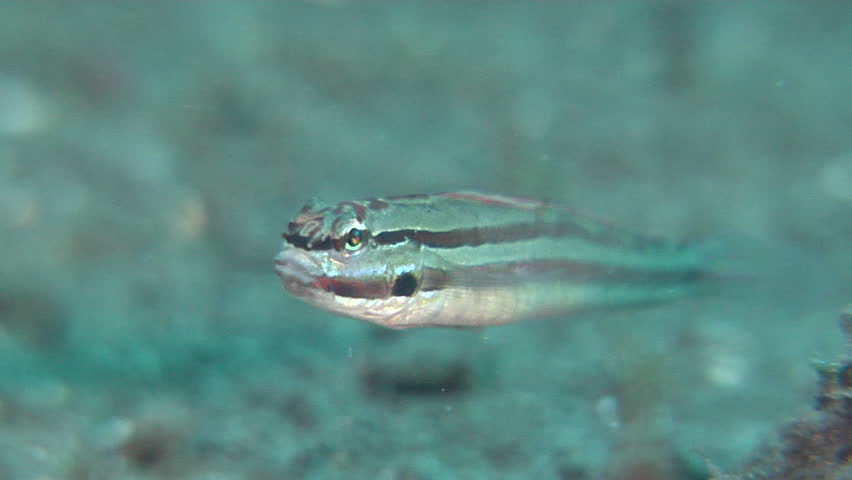 Header of Amblygobius