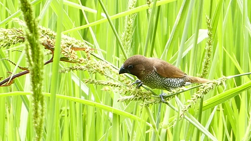 bird-eating-rice-grain-stock-footage-video-10892642-shutterstock