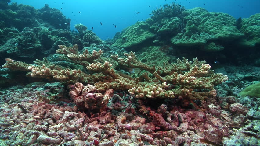 Header of Acropora microclados