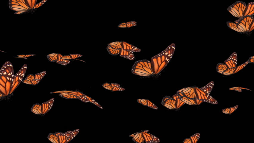 Header of Flutter