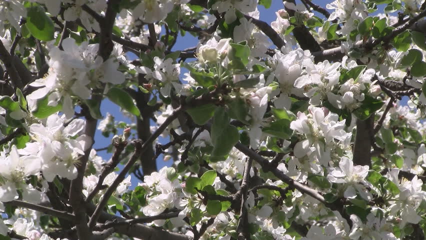blooming apple tree in early spring stock footage video 2275640 shutterstock blooming apple tree in early spring stock footage video 2275640 shutterstock