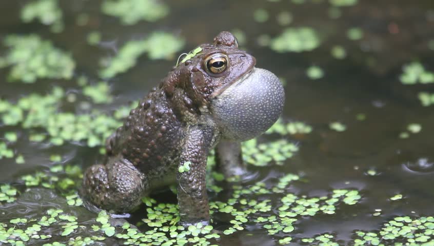 Male American Toad (Bufo Americanus) Performing A Mating Call During