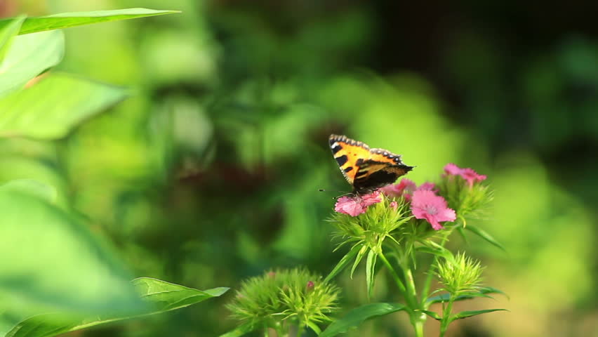 Header of Aglais urticae