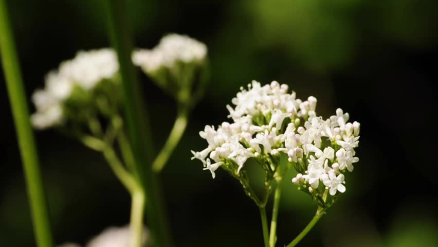 Header of valerian