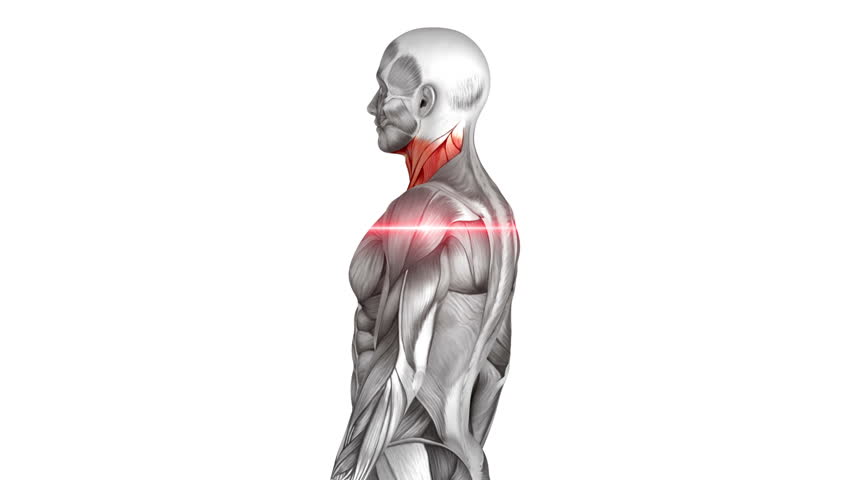 Header of clavicular
