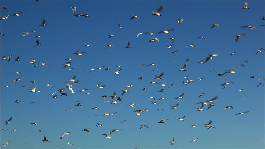 Hundreds Of Birds Flying In The Air Stock Footage Video 2455934 ...