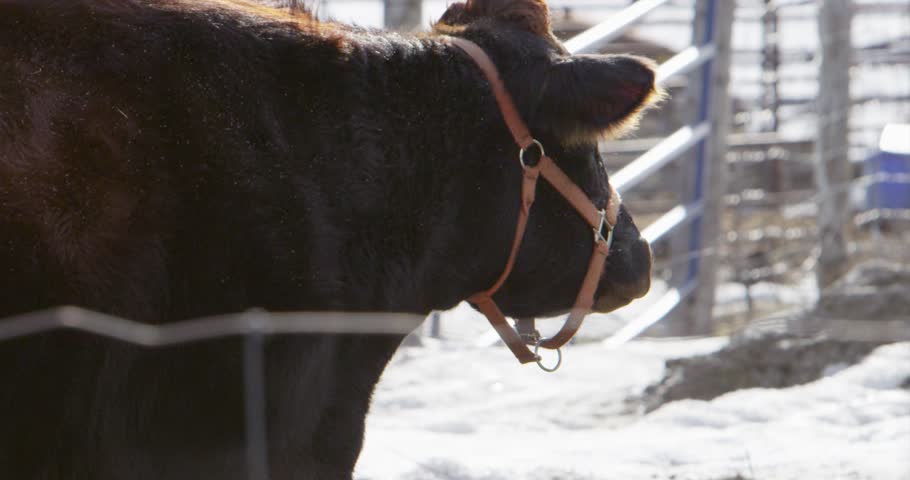 Header of Moo