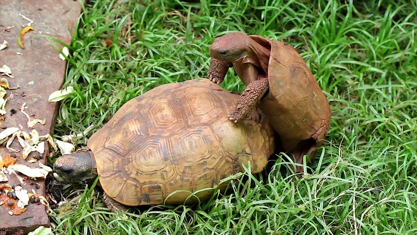 Mating Animals Stock Footage Video - Shutterstock