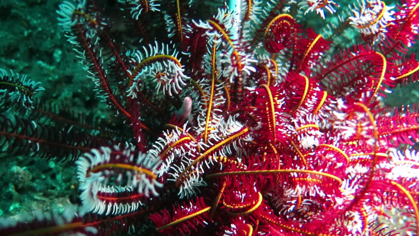 Header of Actinia equina