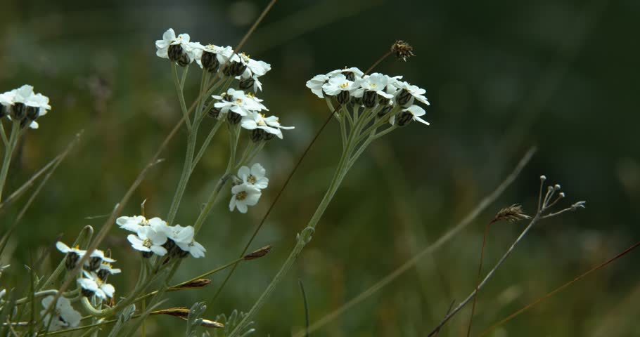 Header of Achillea clavennae